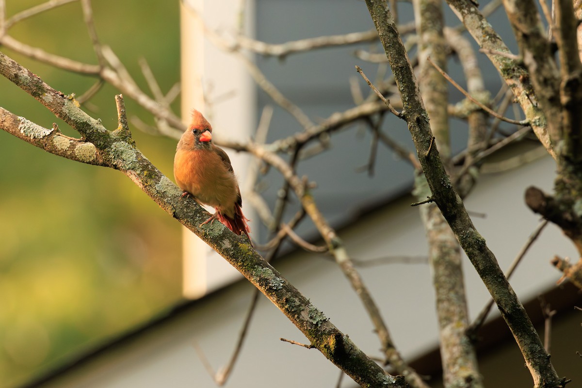 Northern Cardinal - ML642073736