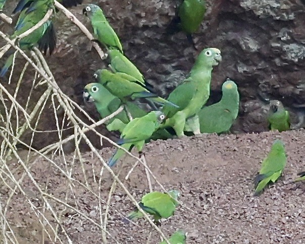 Yellow-crowned Amazon - ML642073739