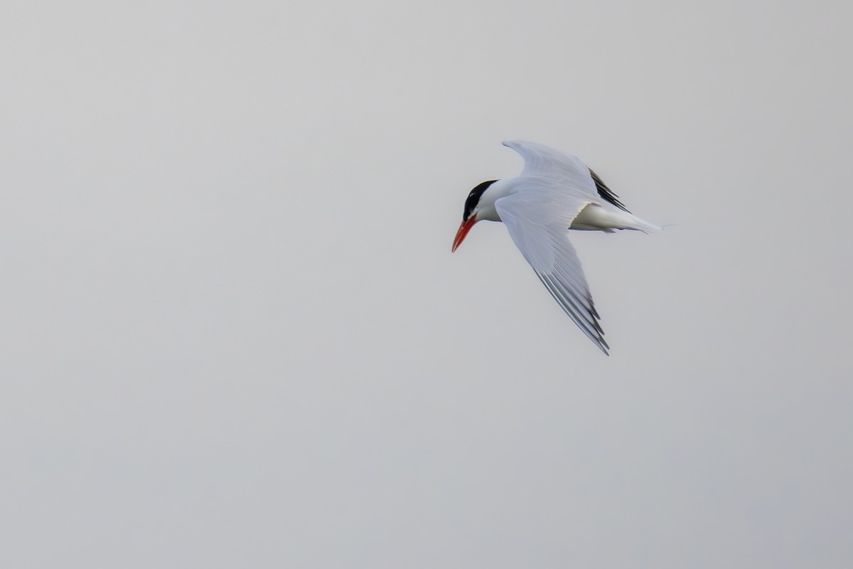 裏海燕鷗 - ML642073762