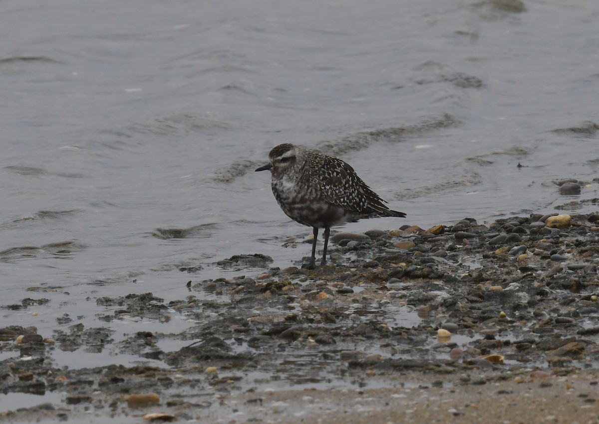 American Golden-Plover - ML642073778