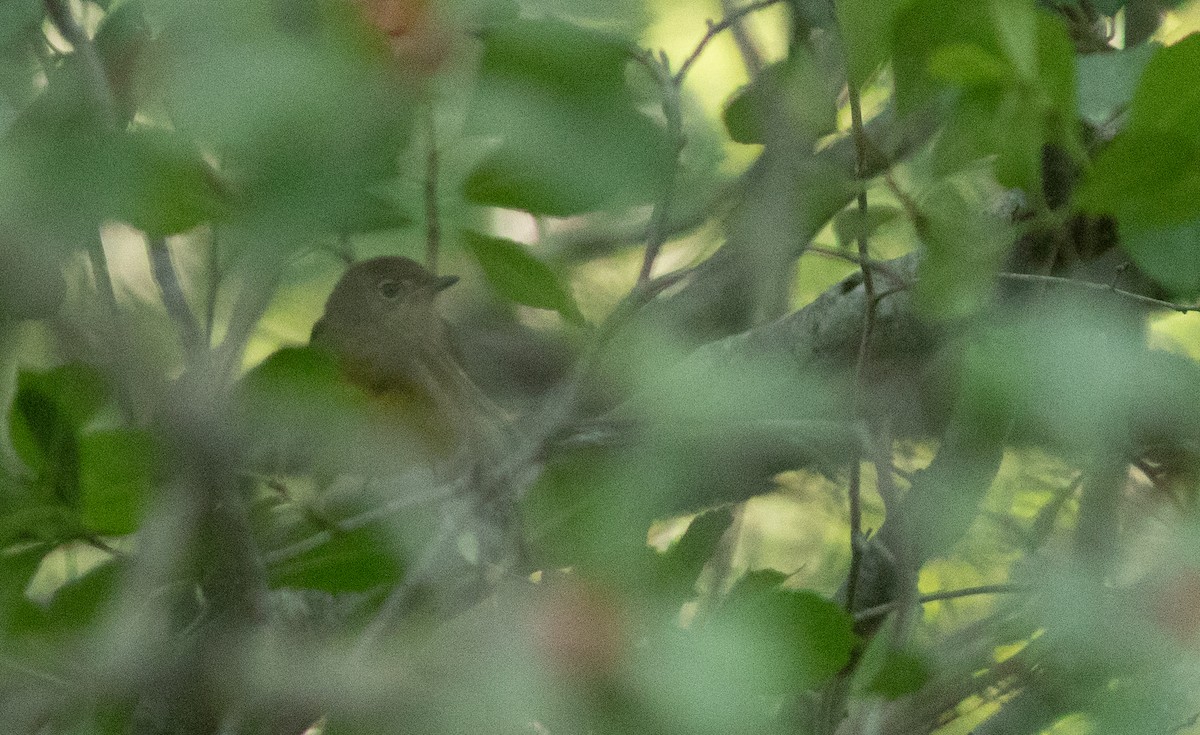 Connecticut Warbler - ML642073780