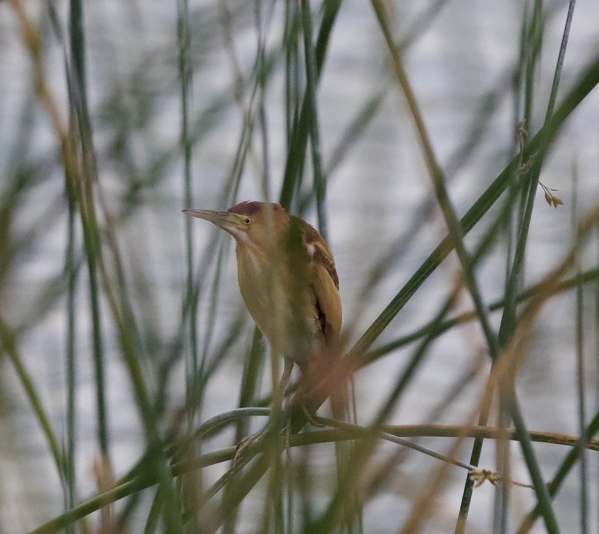 Least Bittern - ML642073794