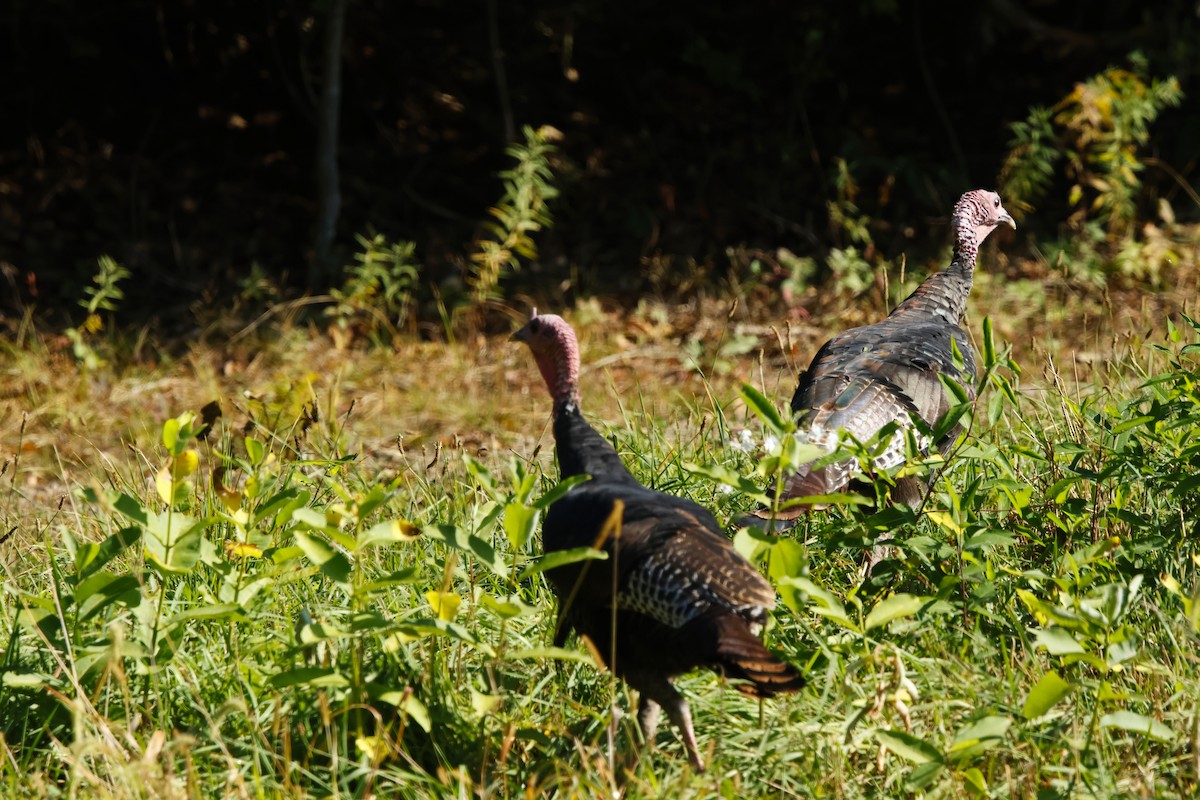 Guajolote Gallipavo - ML642073803