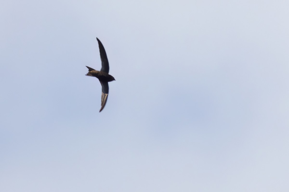African Swift (African) - ML642073820