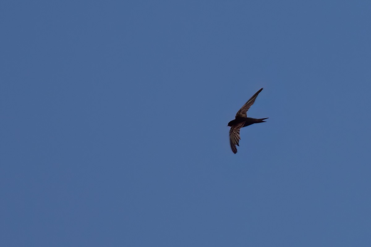African Swift (African) - ML642073821