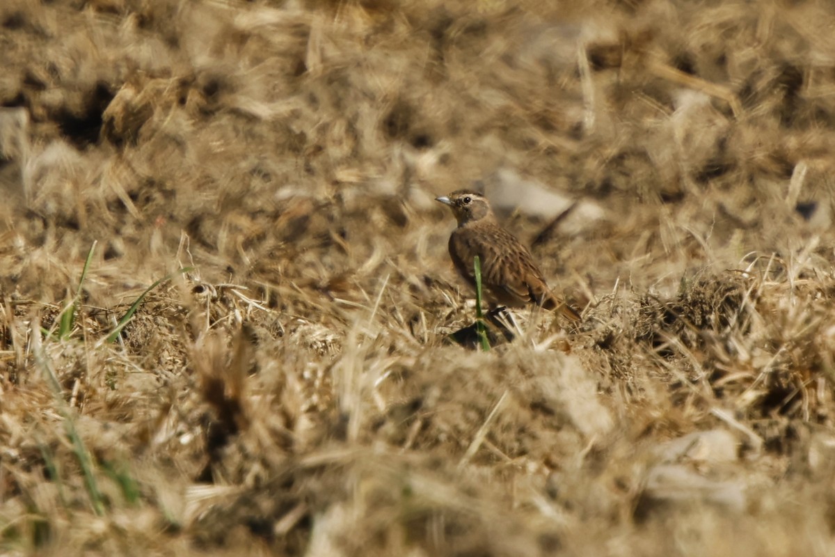 Horned Lark - ML642073849