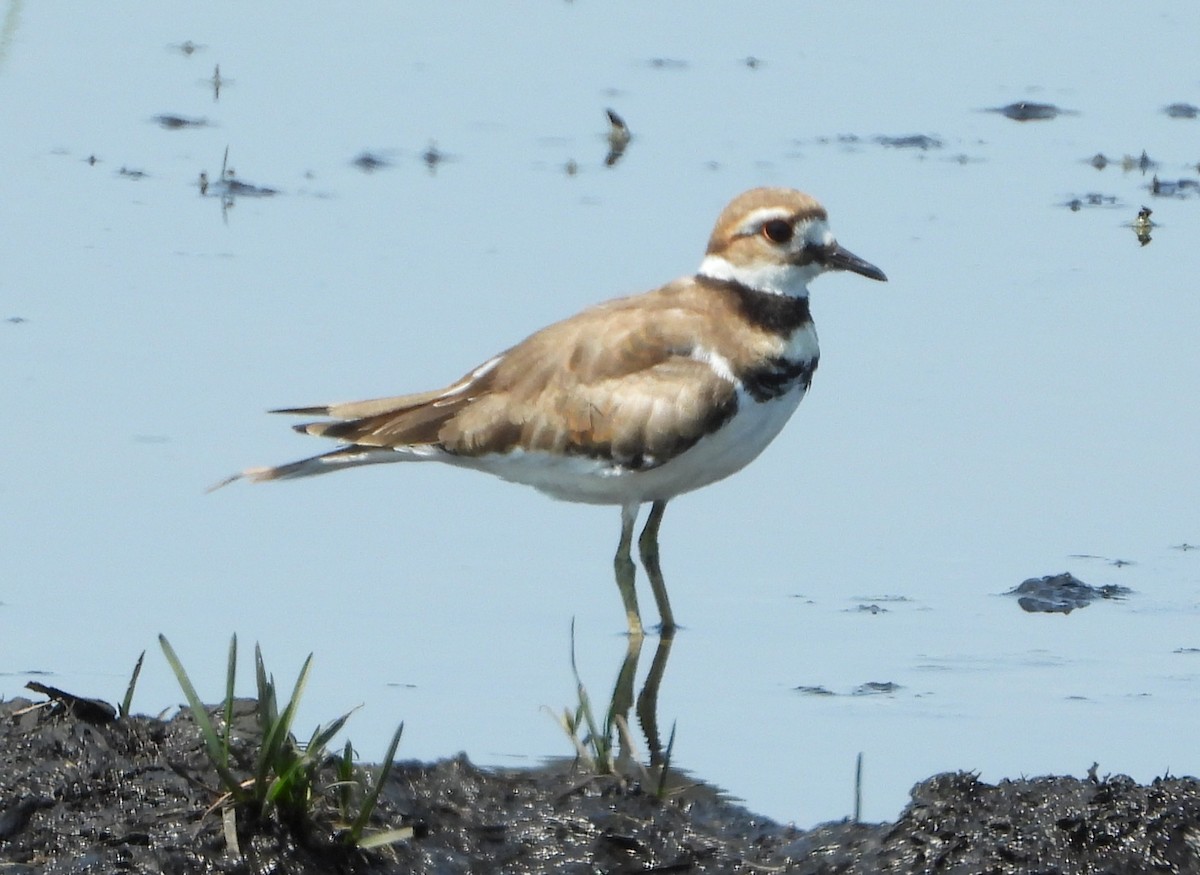 Killdeer - ML642073857