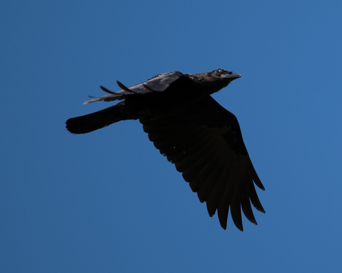 ウオガラス - ML642073866