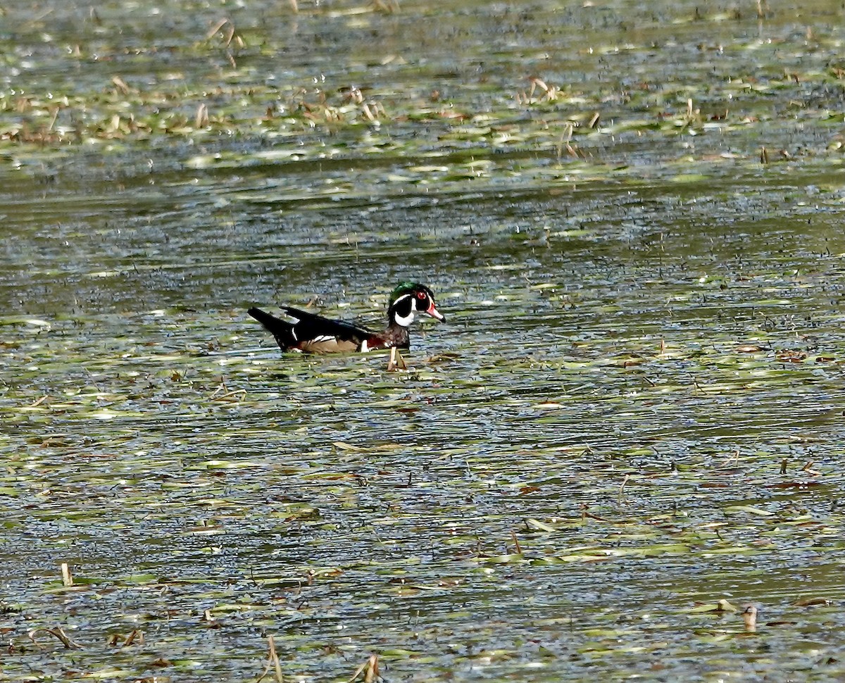 Wood Duck - ML642073878