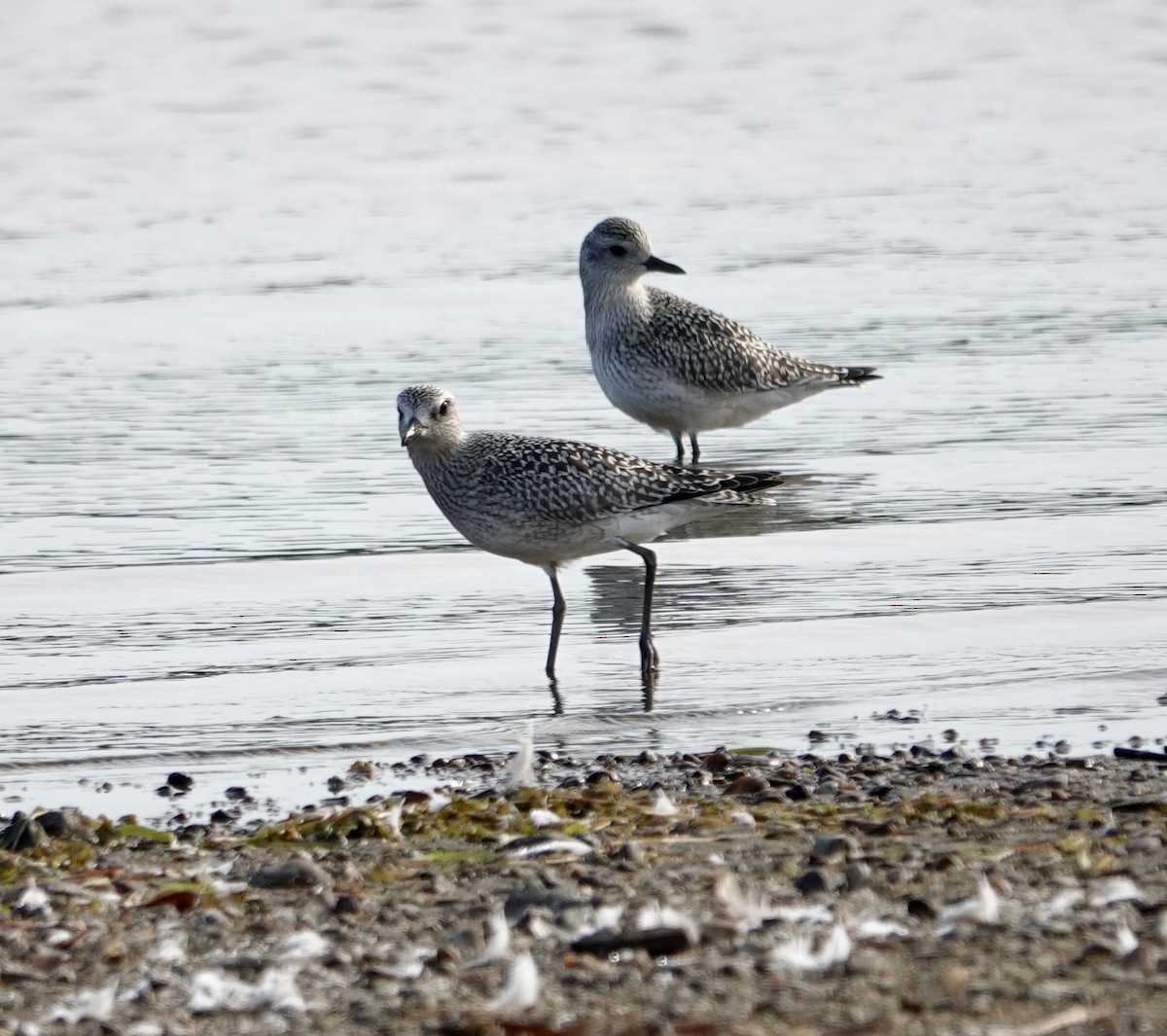 Black-bellied Plover - ML642073888