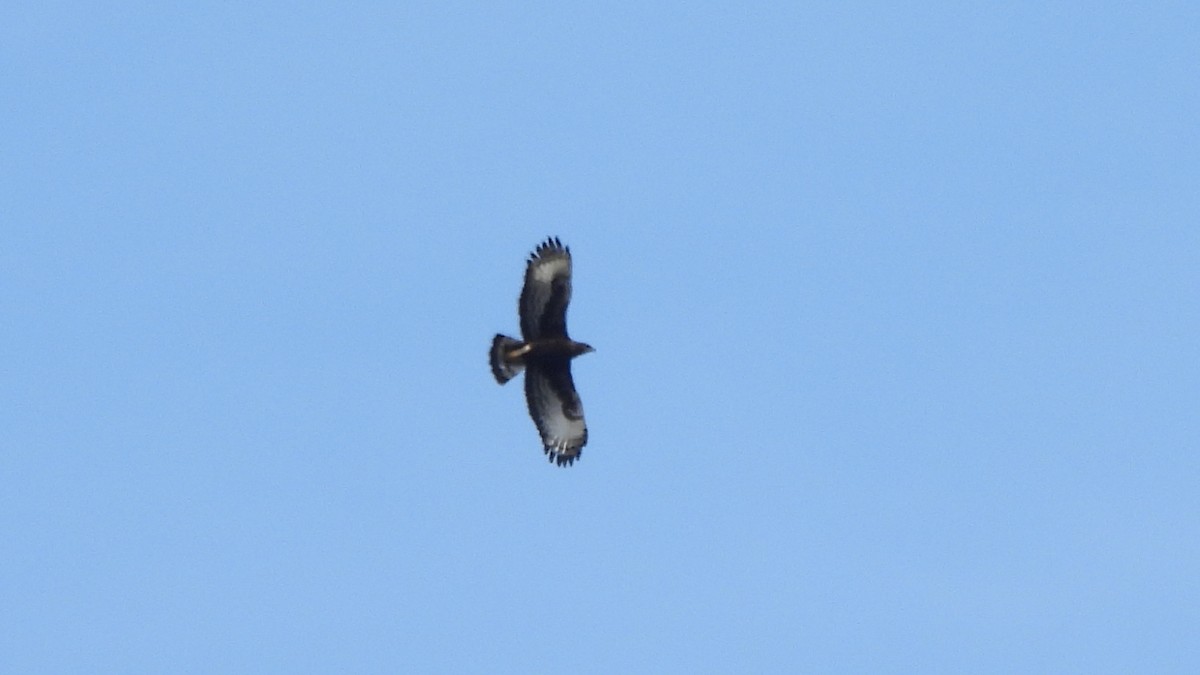 Long-crested Eagle - ML642073892