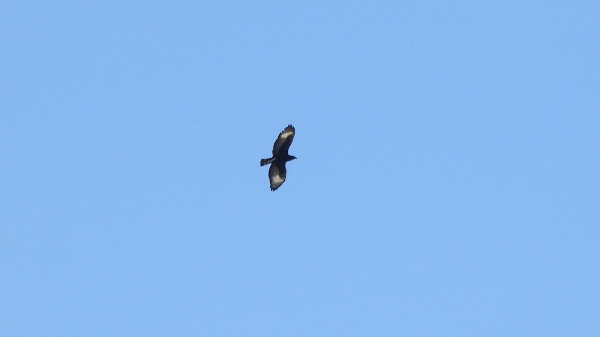 Long-crested Eagle - ML642073893