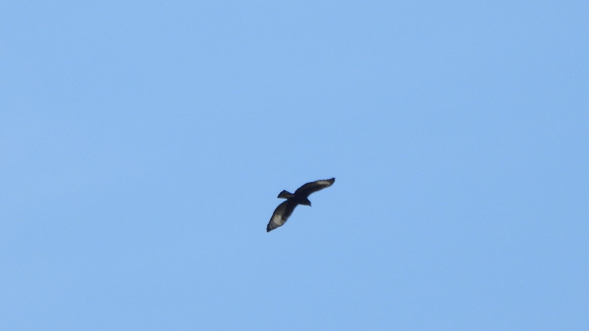 Long-crested Eagle - ML642073894