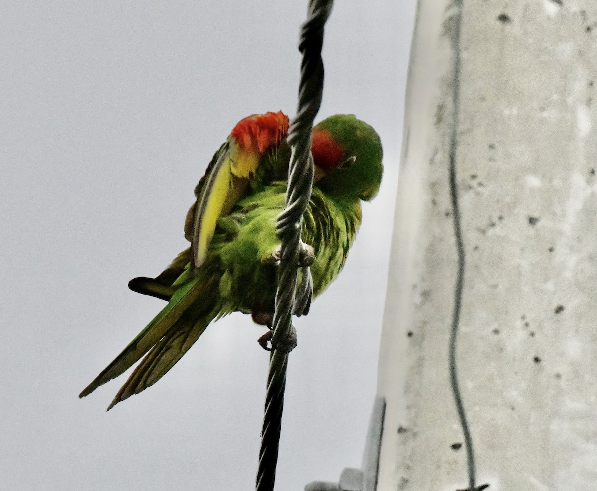 Папугоподібні sp. Psittaciformes sp. (parakeet sp.) - ML642073921