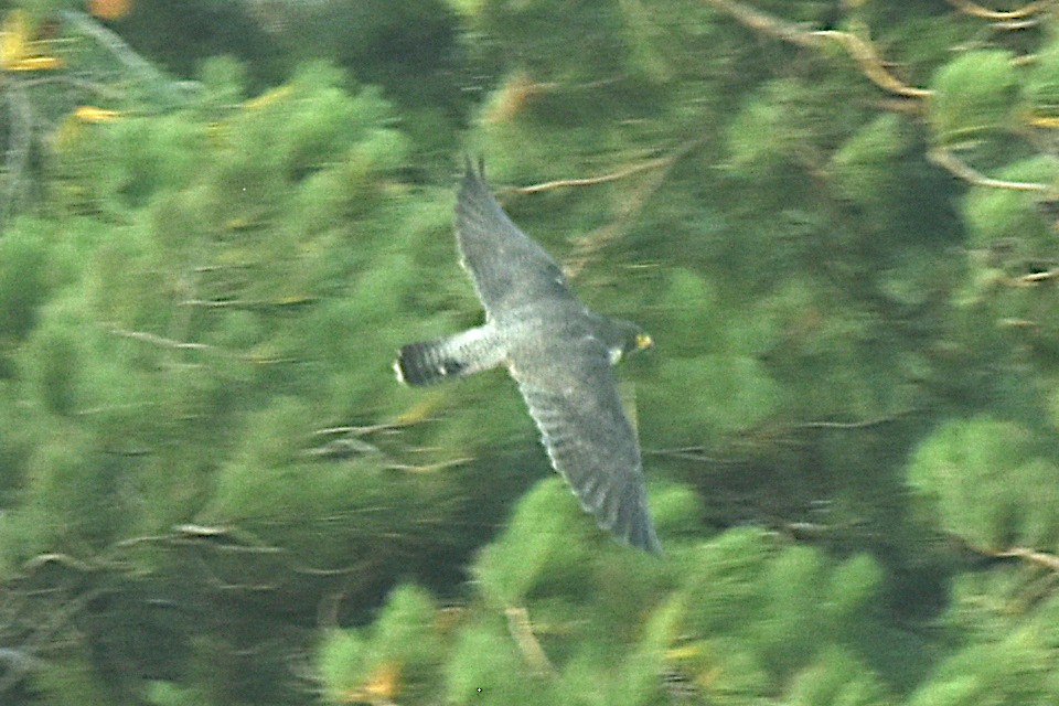 遊隼 - ML642073935