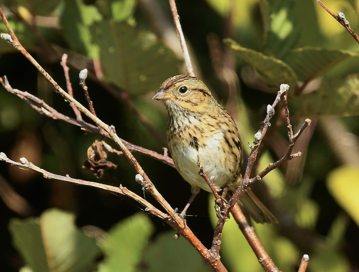 Lincoln's Sparrow - ML642073940