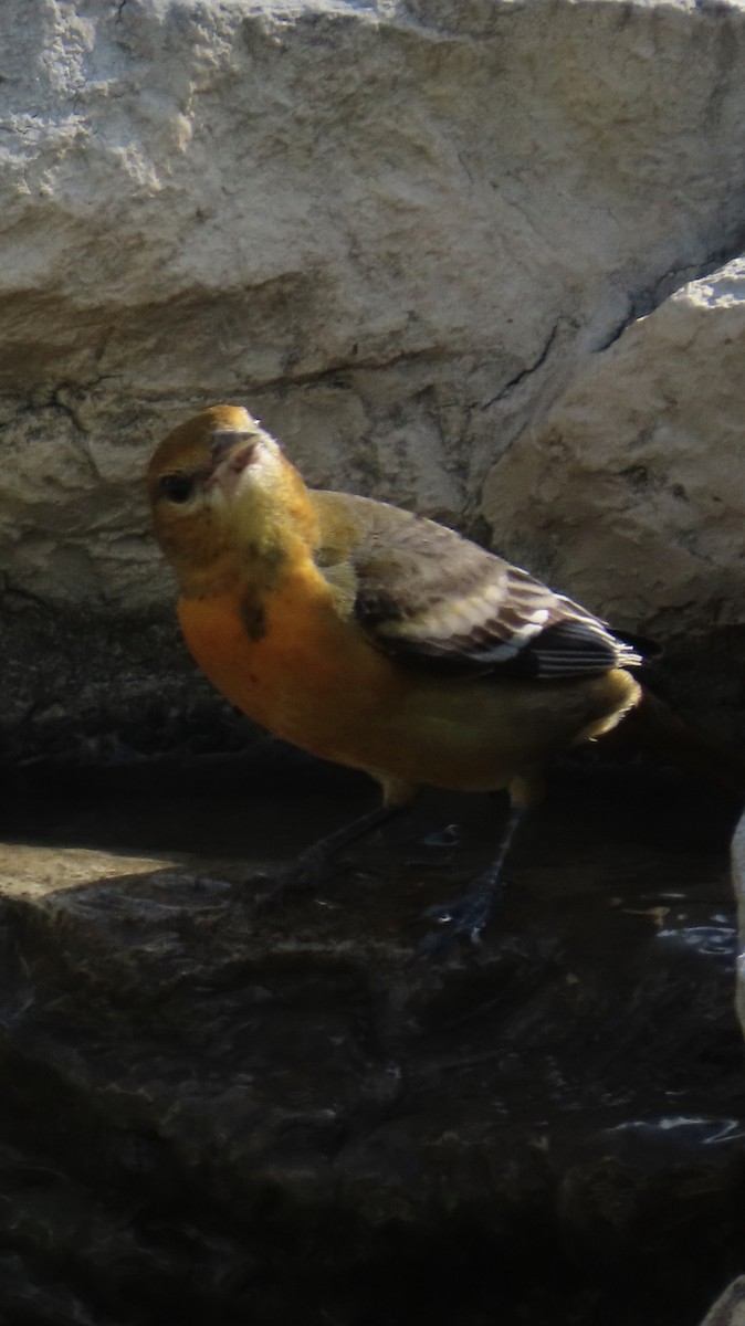 Baltimore Oriole - ML642073954