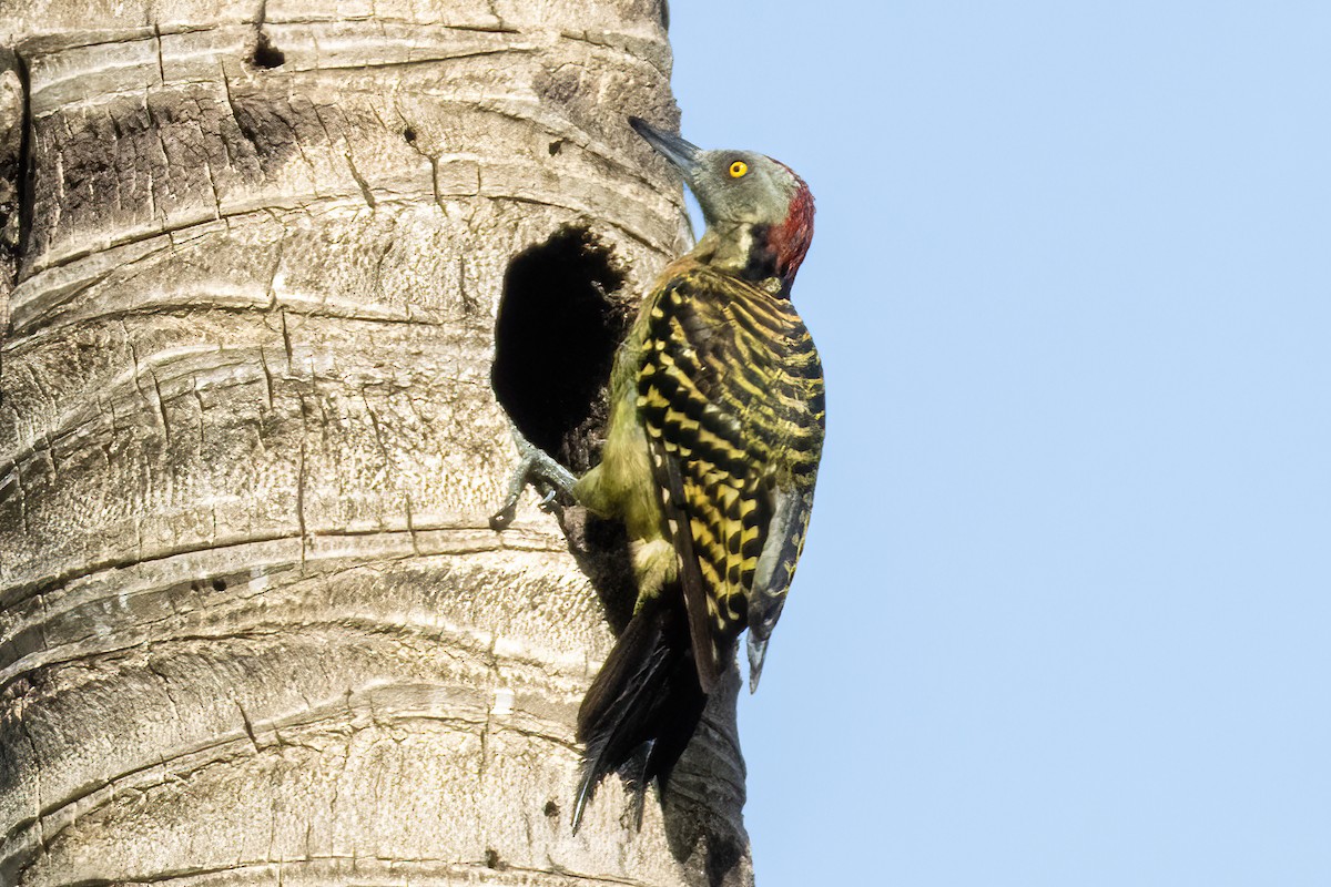 Hispaniolan Woodpecker - ML642073982