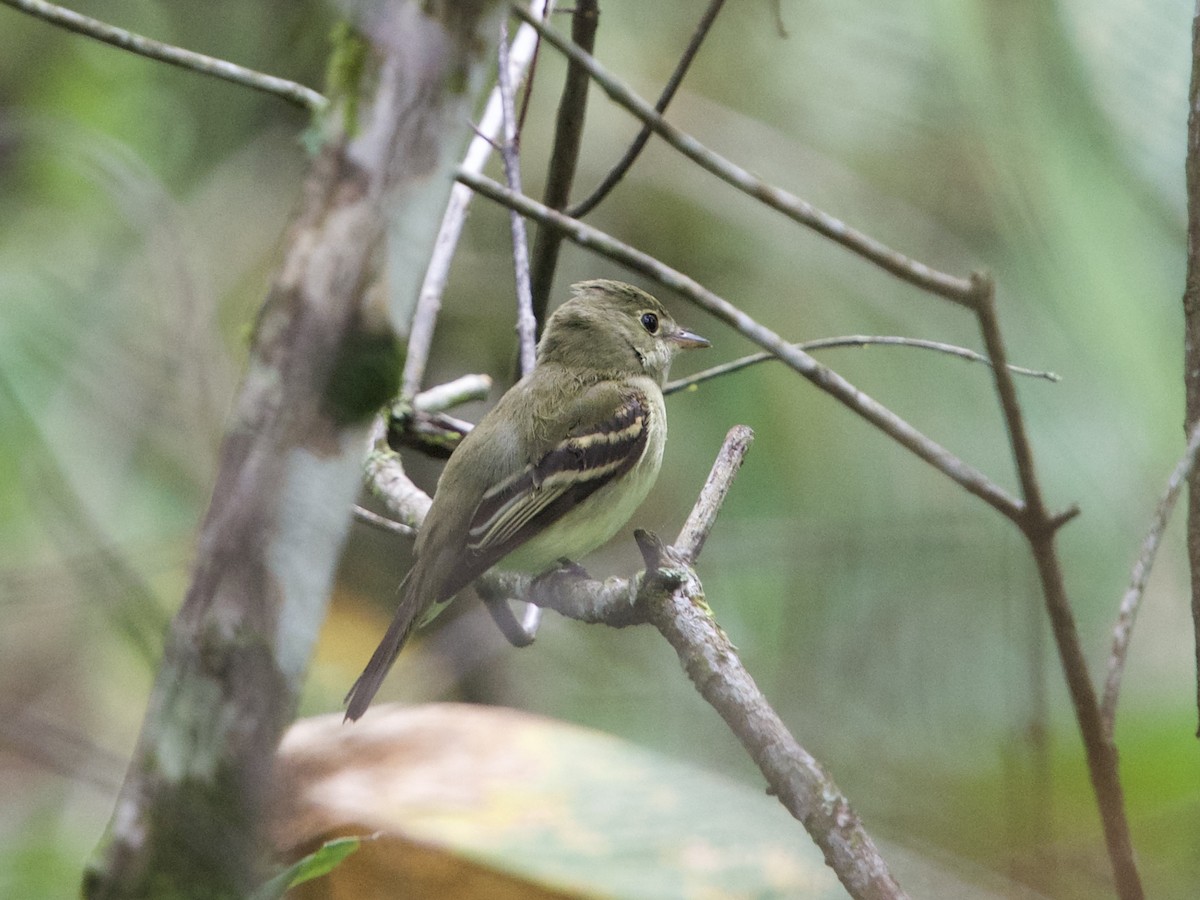 Acadian Flycatcher - ML642073984