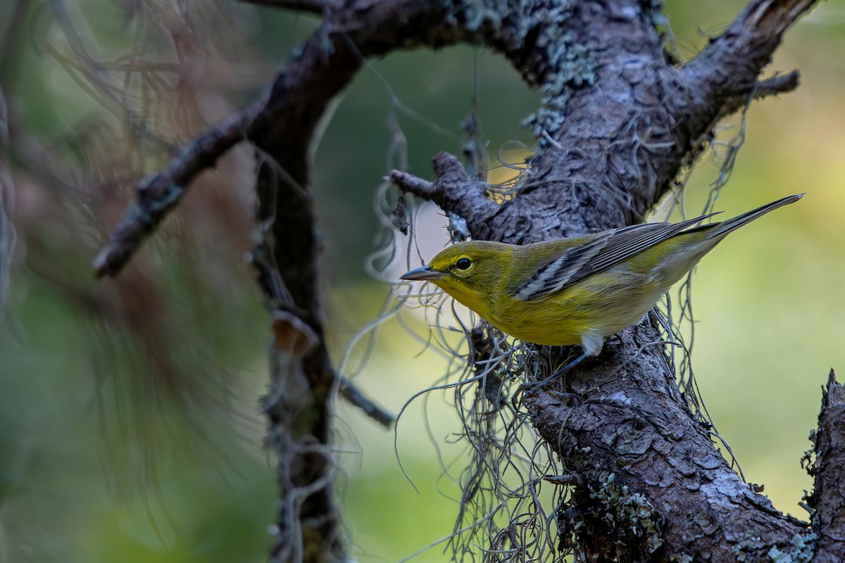 Pine Warbler - ML642073989