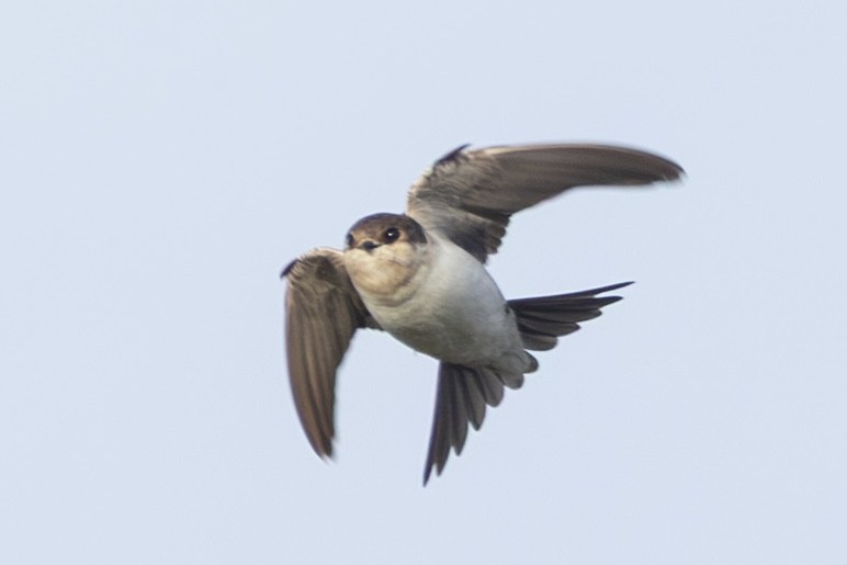 Western House-Martin - ML642073991