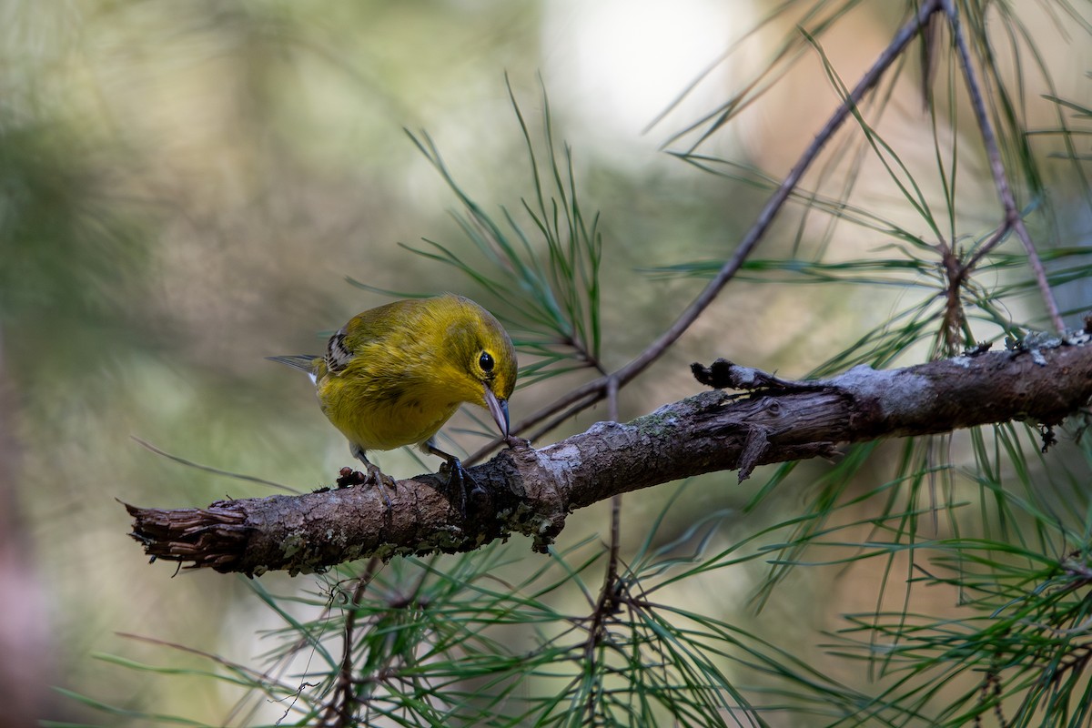 Pine Warbler - ML642073994