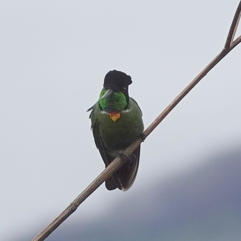 Hooded Visorbearer - ML642073996