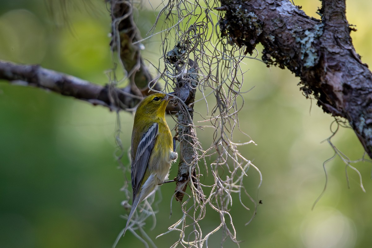 Pine Warbler - ML642073997
