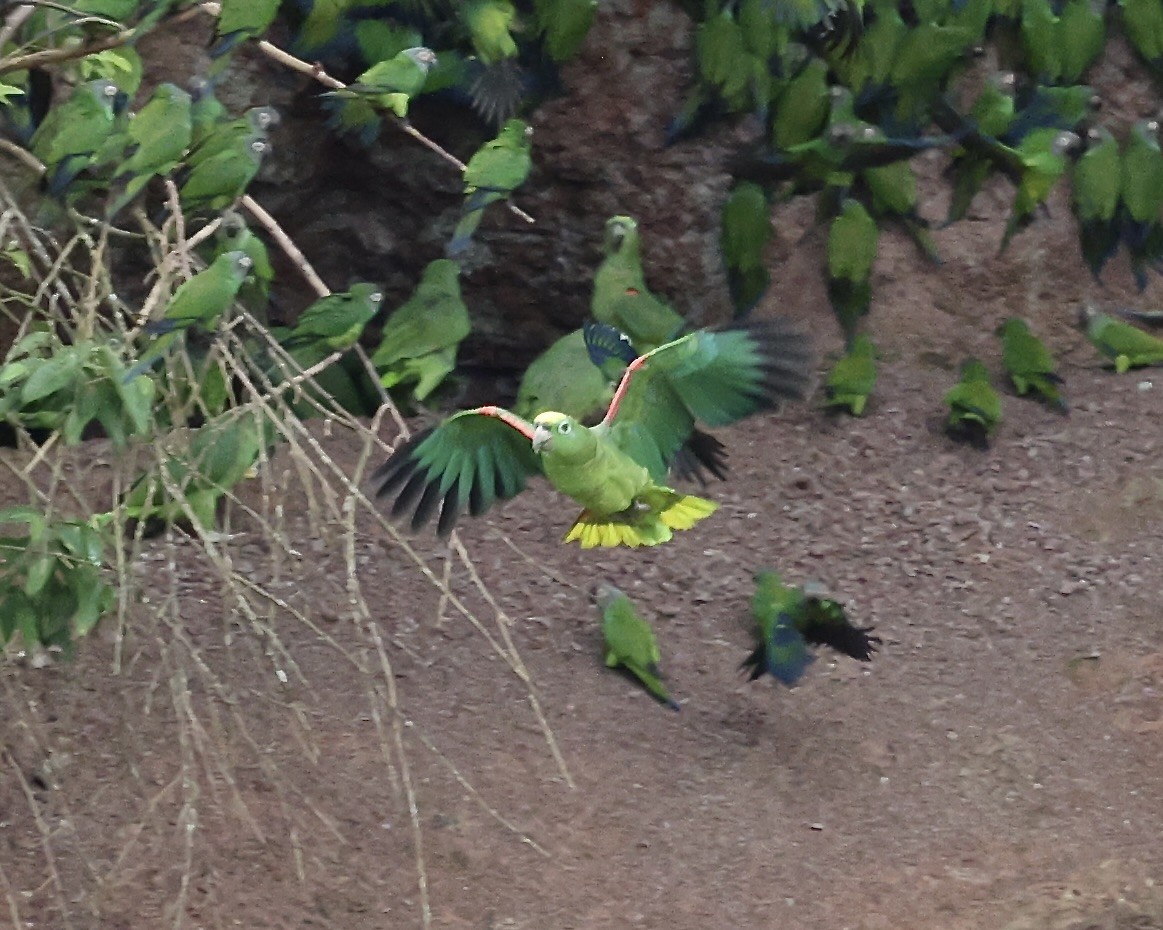 Yellow-crowned Amazon - ML642074007