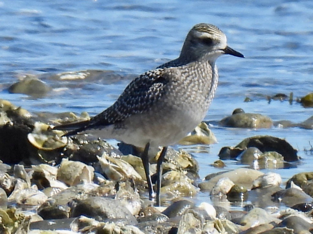 American Golden-Plover - ML642074015
