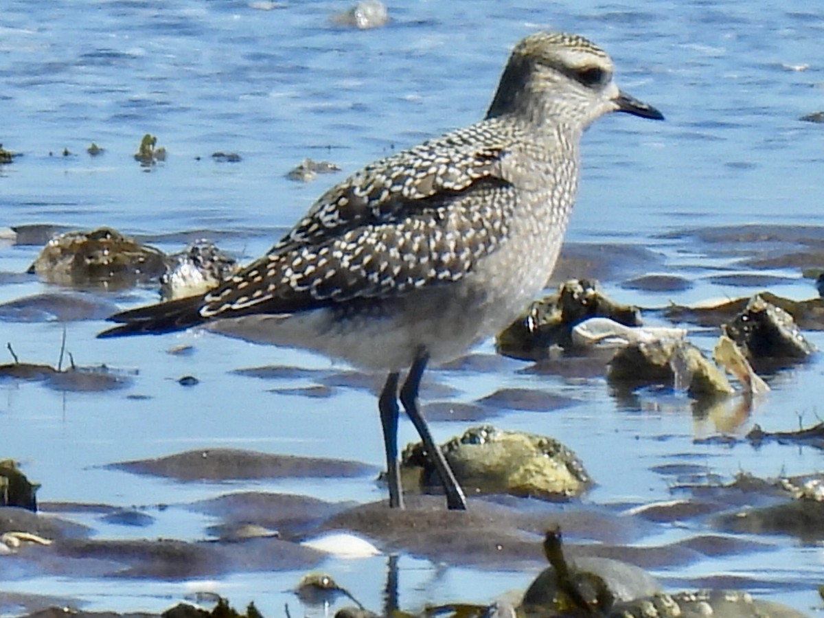 American Golden-Plover - ML642074016