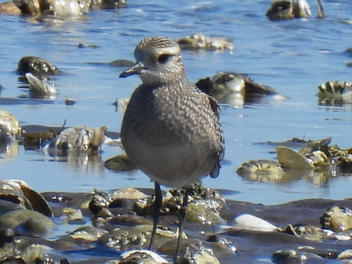 American Golden-Plover - ML642074017