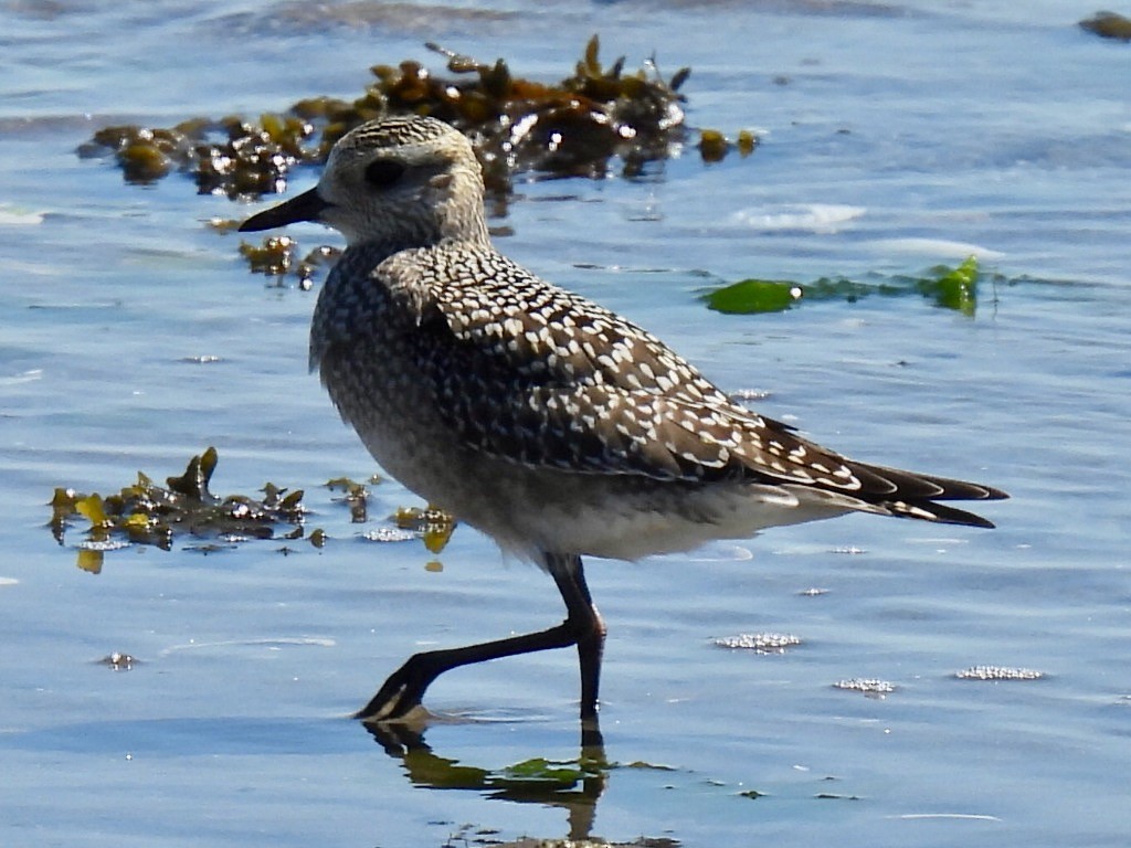 American Golden-Plover - ML642074018