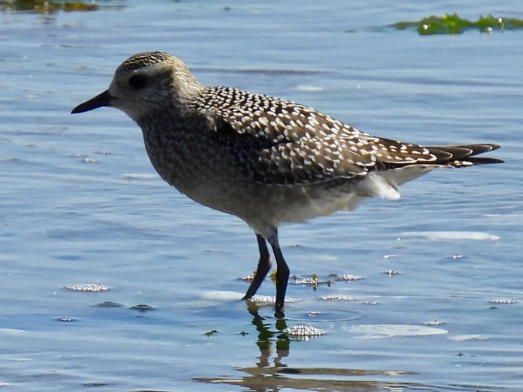 American Golden-Plover - ML642074019