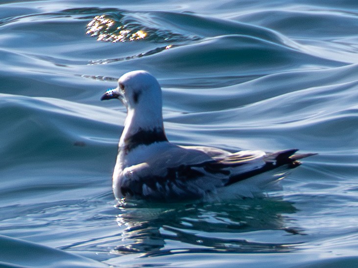 Black-legged Kittiwake - ML642074026
