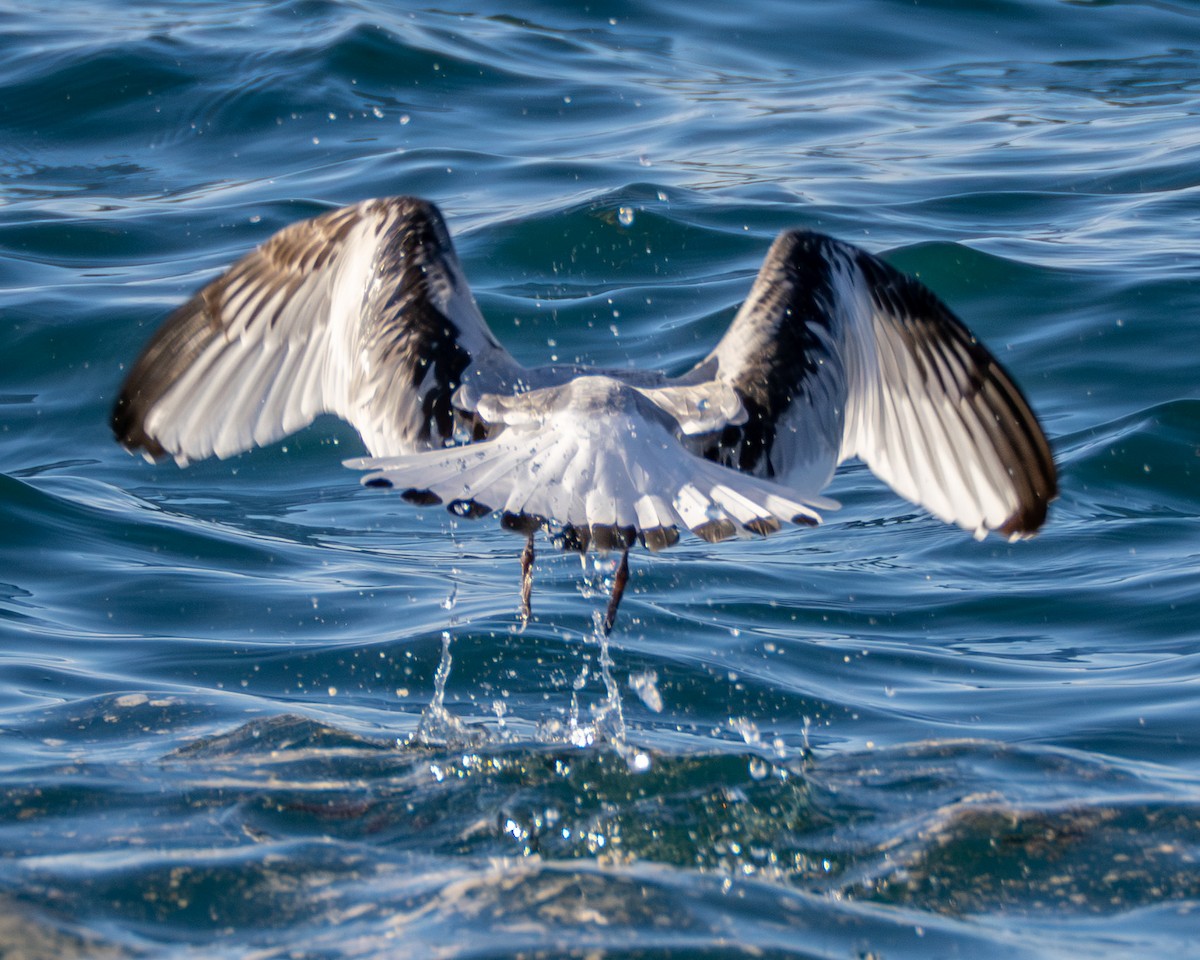 Black-legged Kittiwake - ML642074028