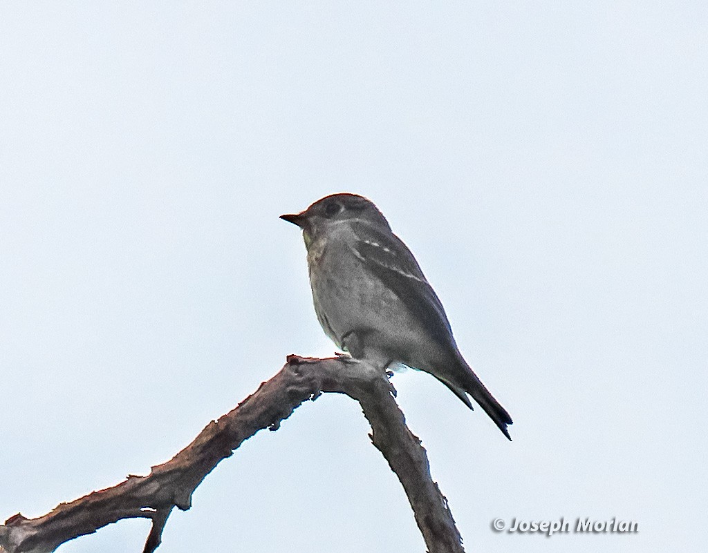 Dark-sided Flycatcher - ML642074029