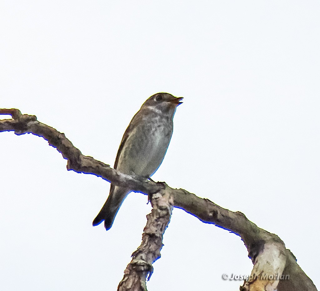 Dark-sided Flycatcher - ML642074030
