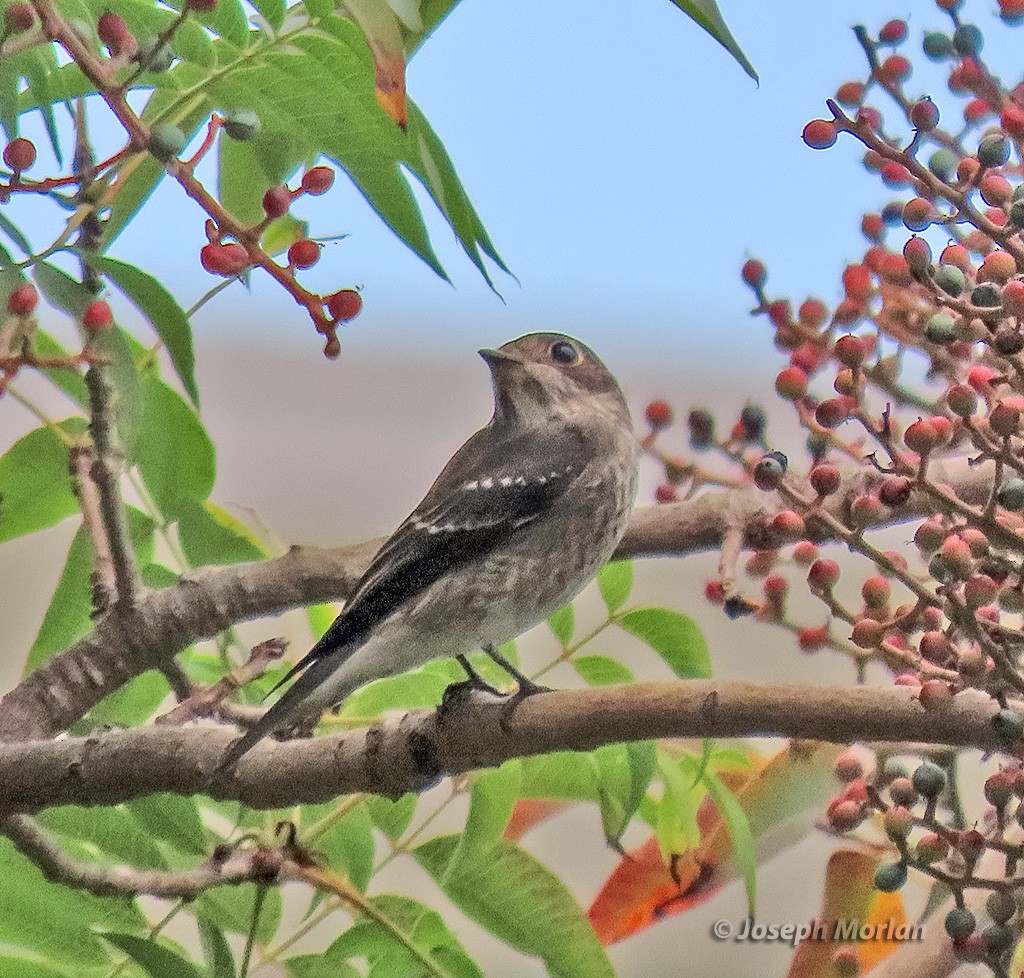 Dark-sided Flycatcher - ML642074031