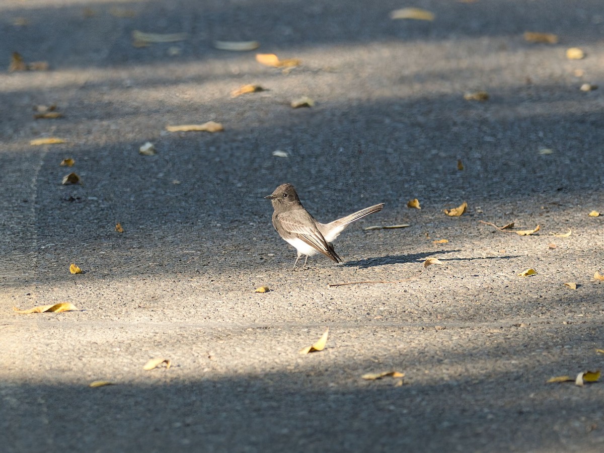 Black Phoebe - ML642074039