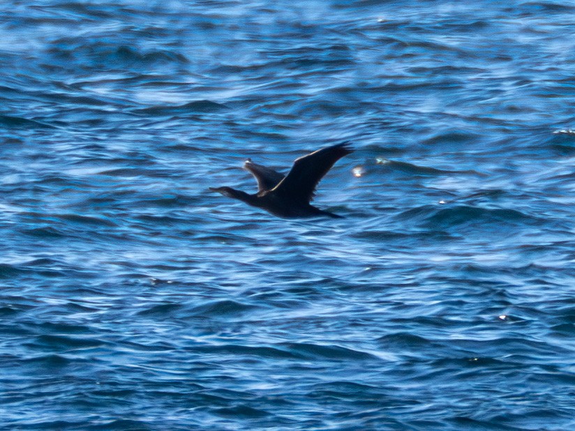 Great Cormorant - ML642074044