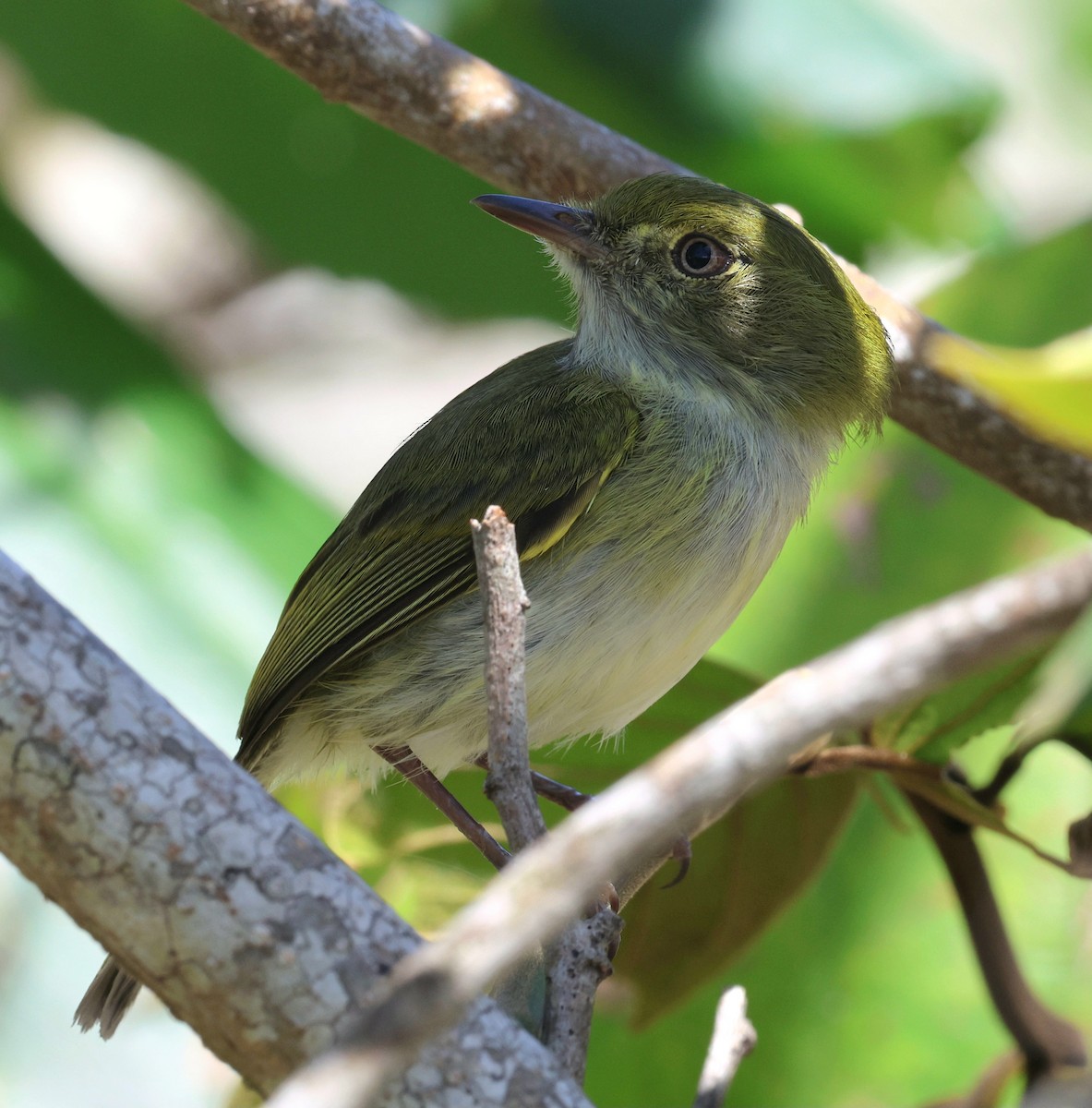 Hangnest Tody-Tyrant - ML642074054