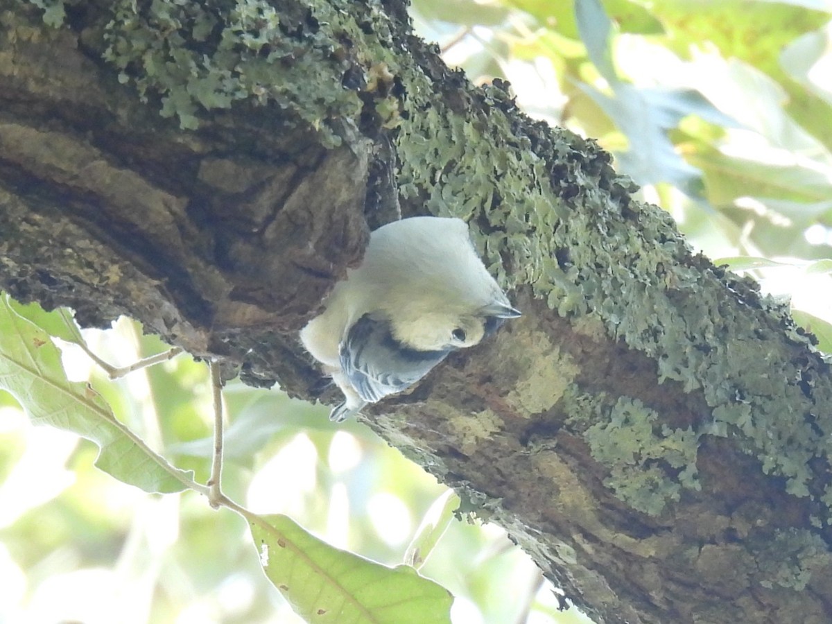 White-breasted Nuthatch - ML642074058