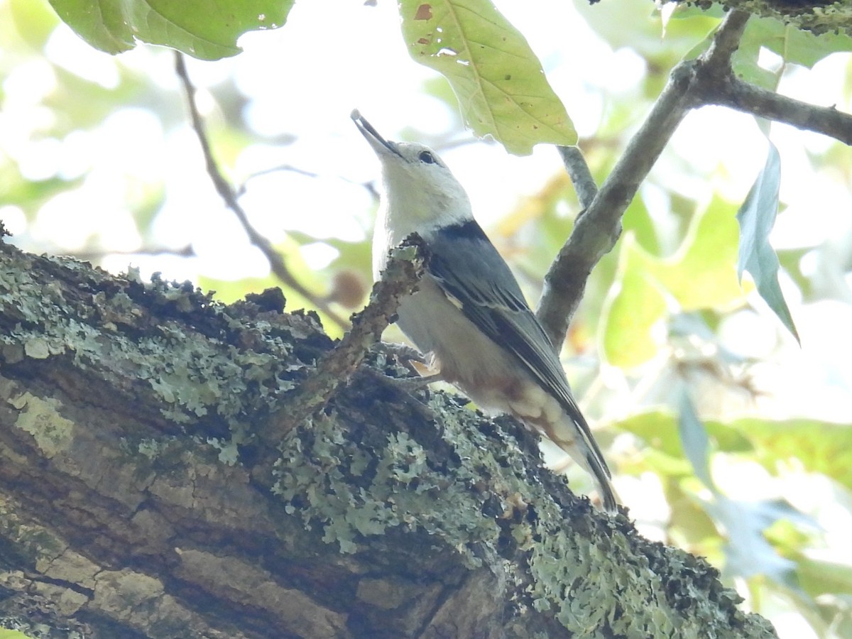 White-breasted Nuthatch - ML642074059