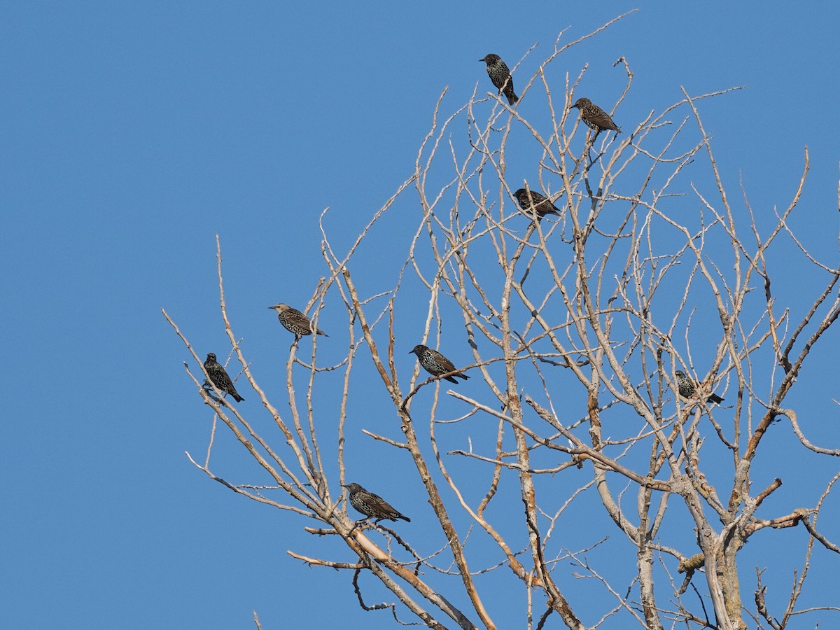 European Starling - ML642074077