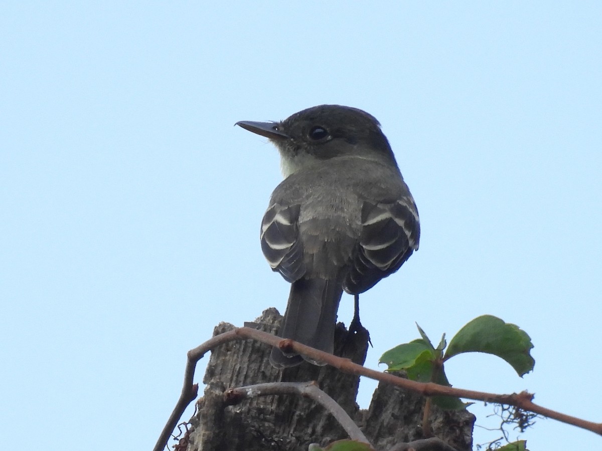 Eastern Wood-Pewee - ML642074081