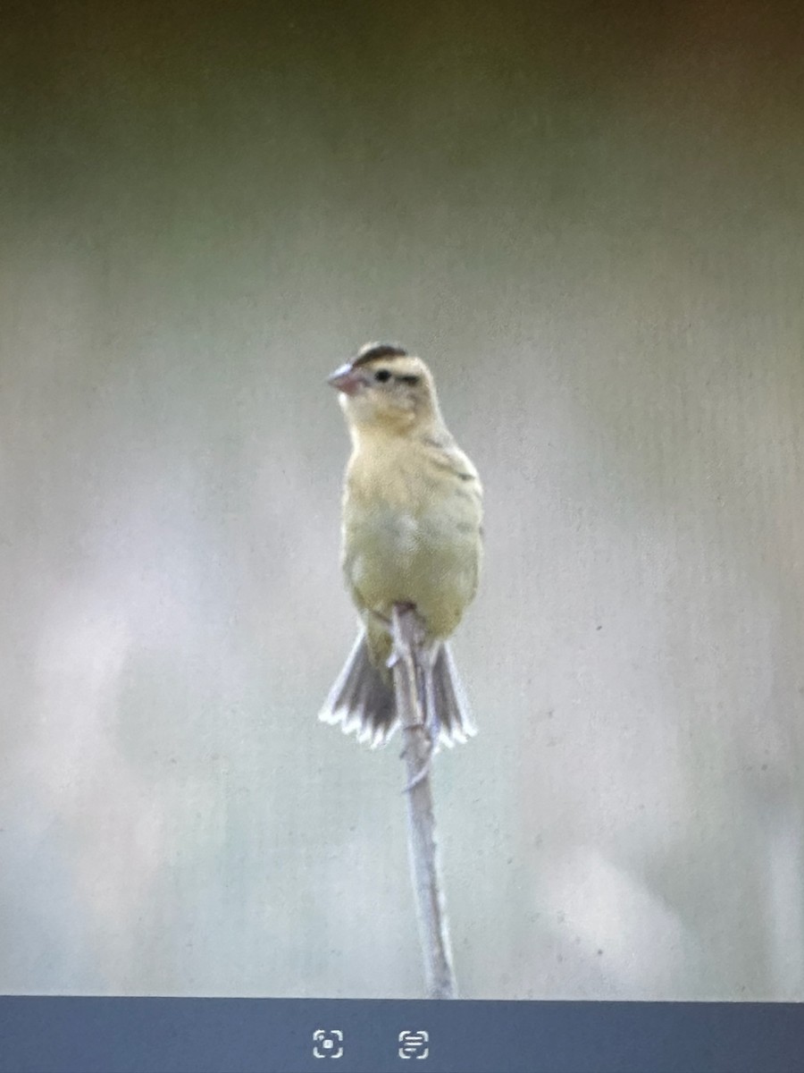 Bobolink - ML642074091