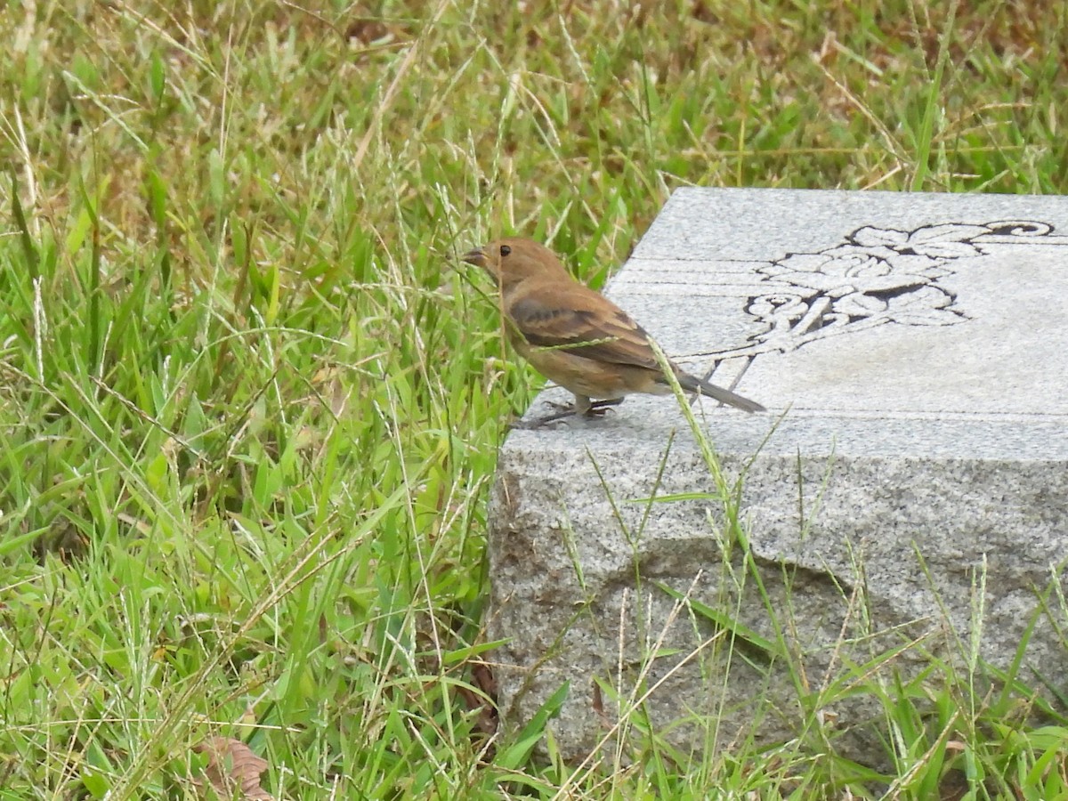 Indigo Bunting - ML642074093
