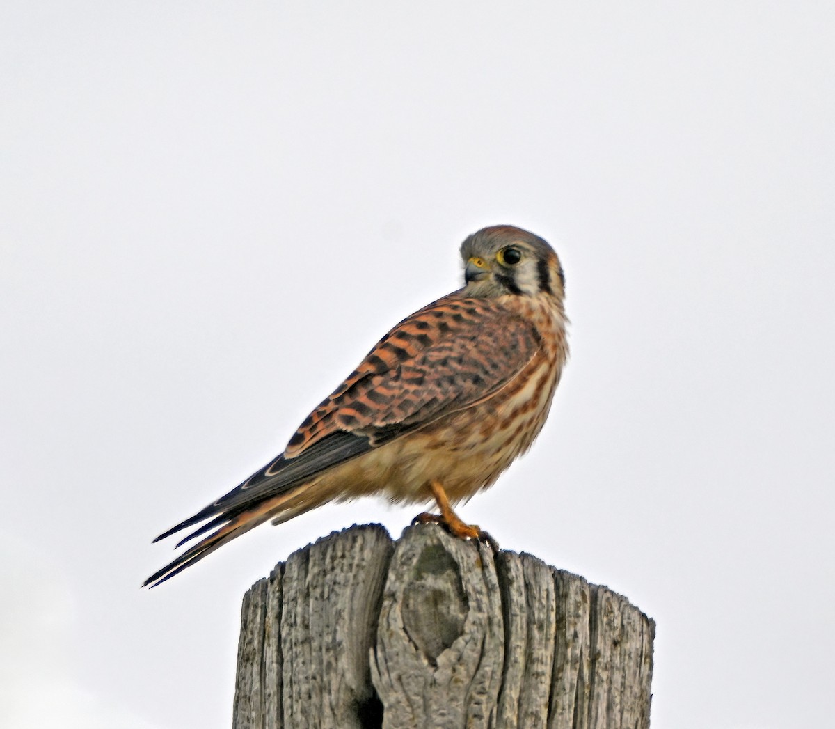 American Kestrel - ML642074108