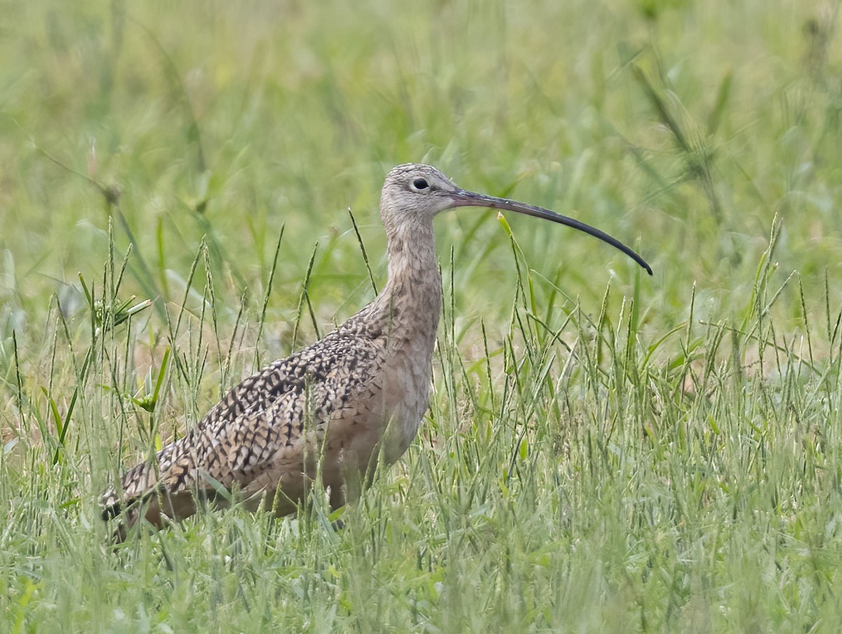 Long-billed Curlew - ML642074118